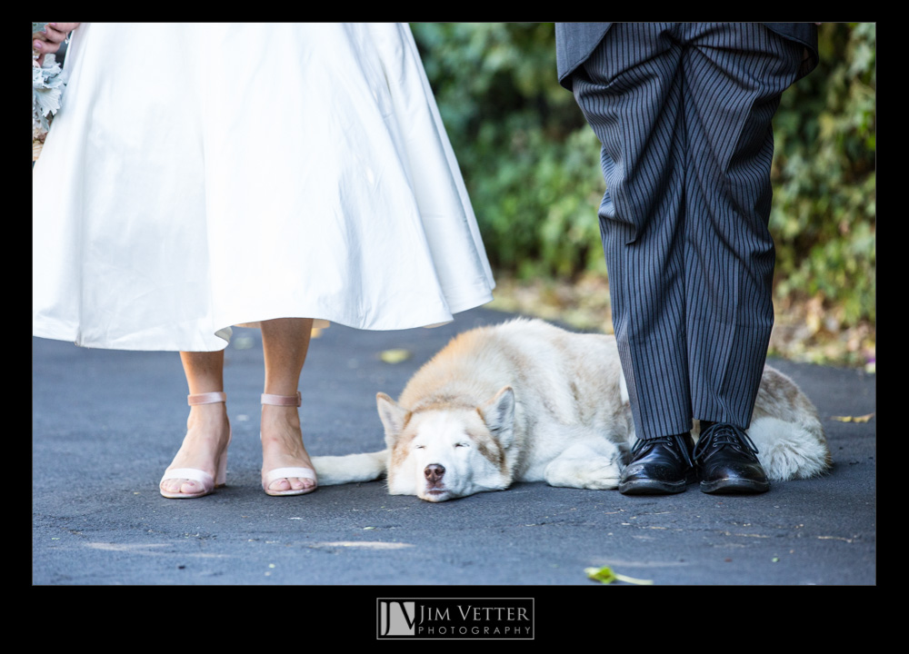 Sleeping dog at feet of Bride and Groom - Inn Marin Novato Wedding Photos
