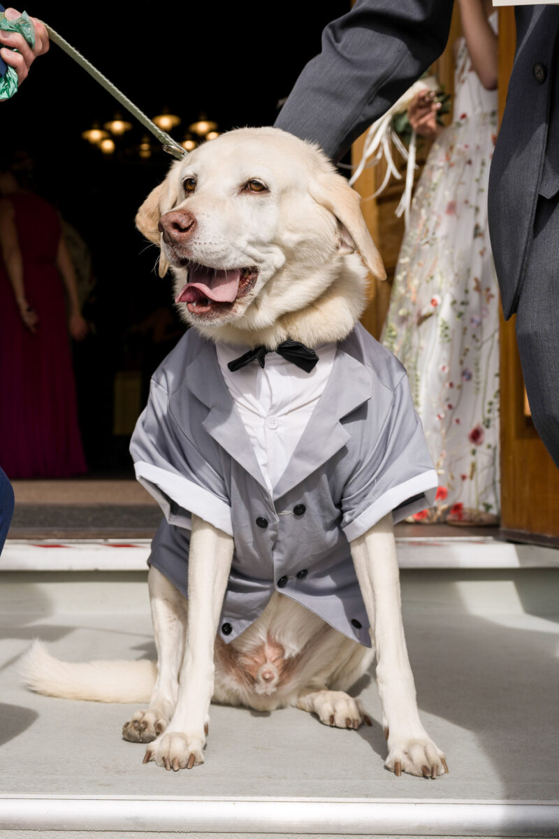 a dog dressed in a tuxedo and bow tie.