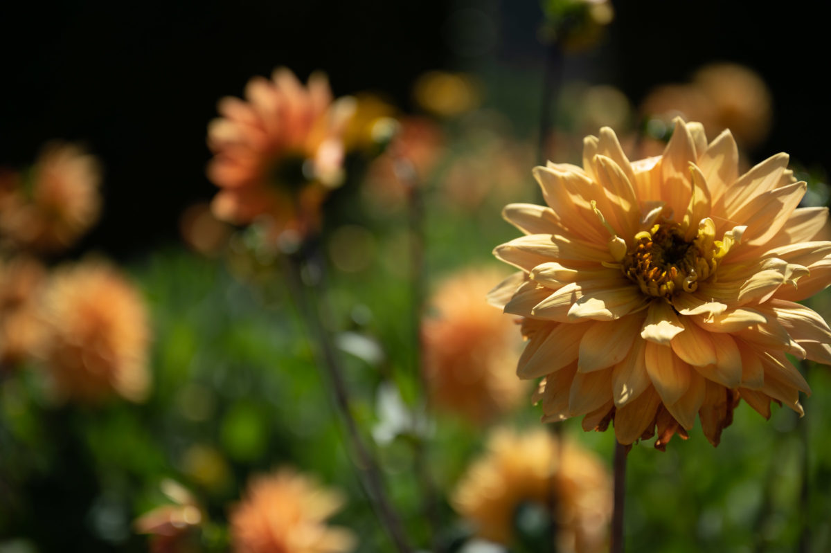 garden flowers