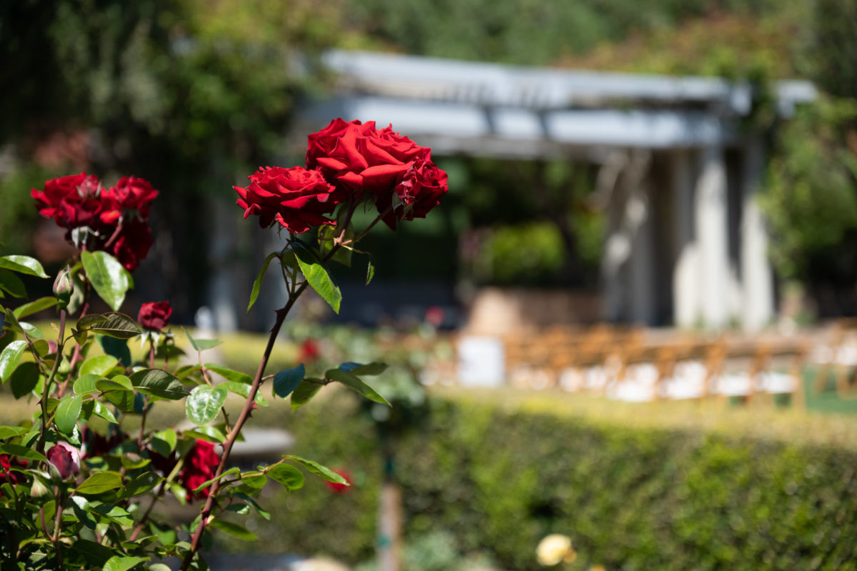 garden flowers