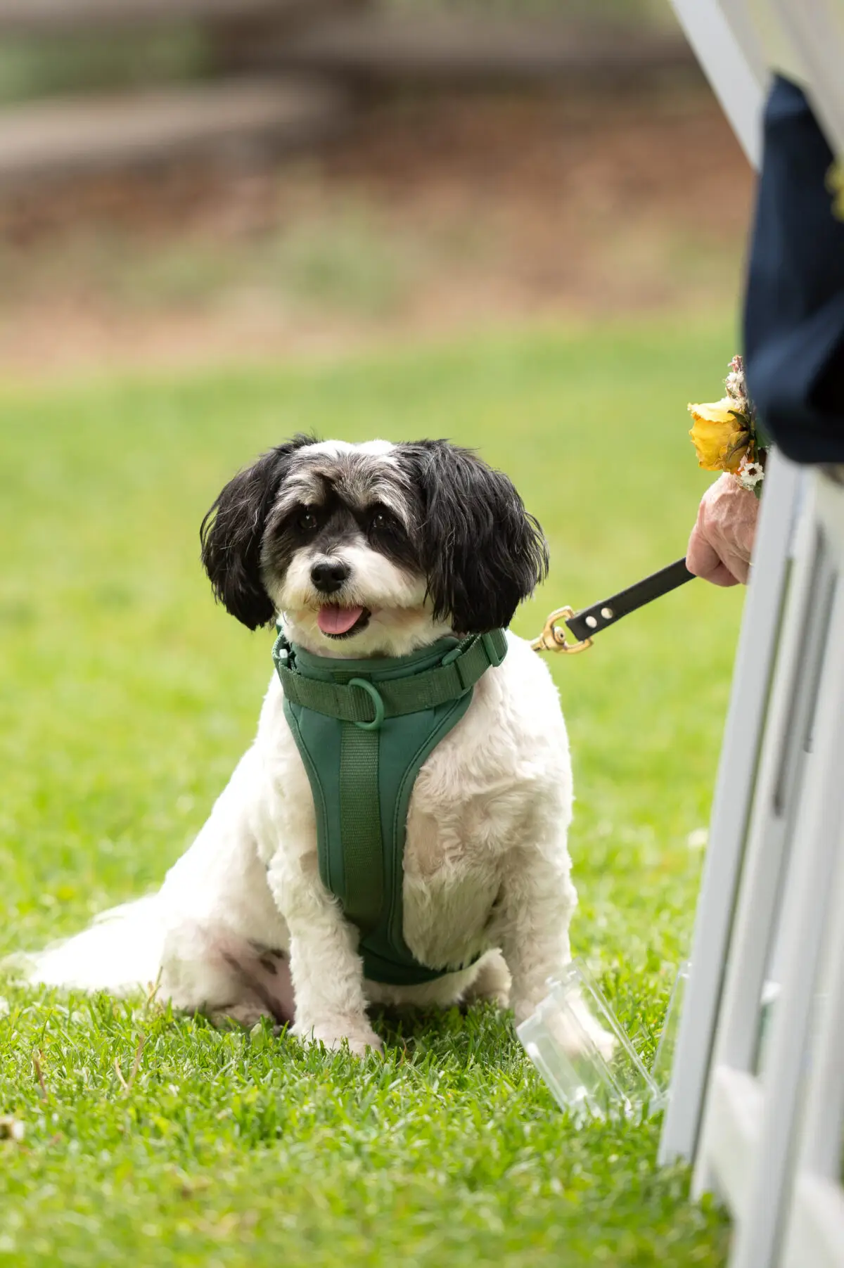 dog at wedding