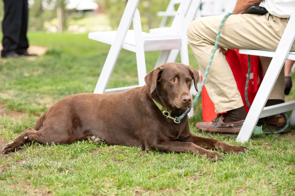 dog at wedding